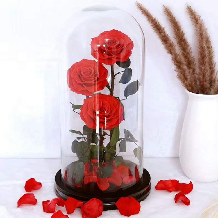 Preserved red rose glass dome